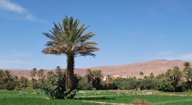 La palmeraie luxuriante de tinghir!
