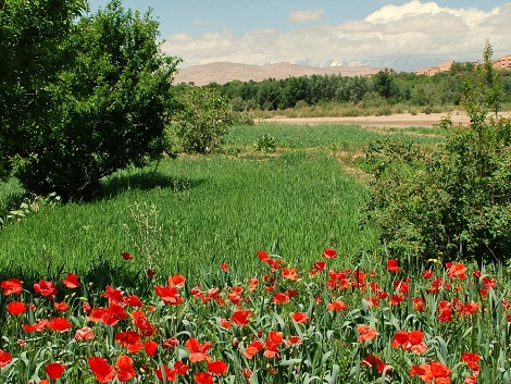 La vallée des roses et les kasbahs légendaires du grand sud!