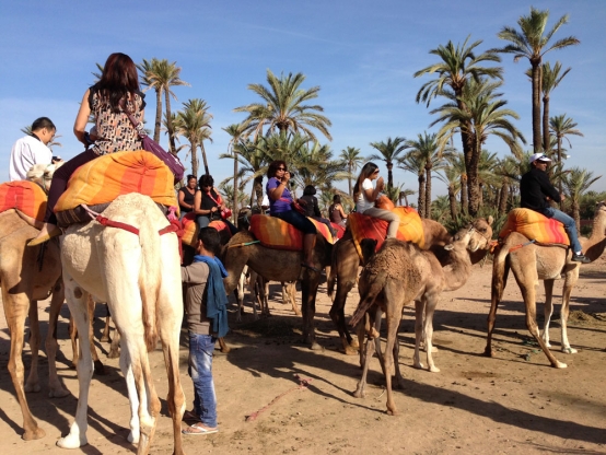 Une belle balade à dos de chameaux!