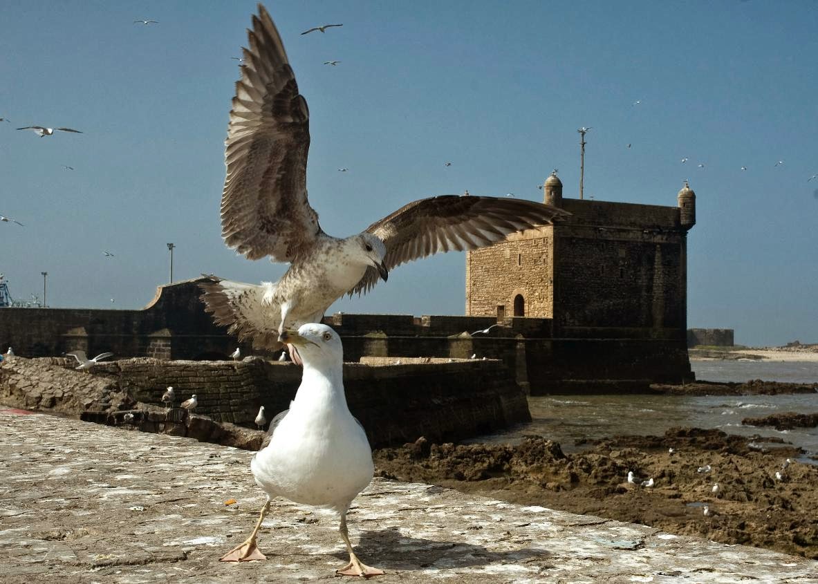 Visite d'Essaouira en une journée