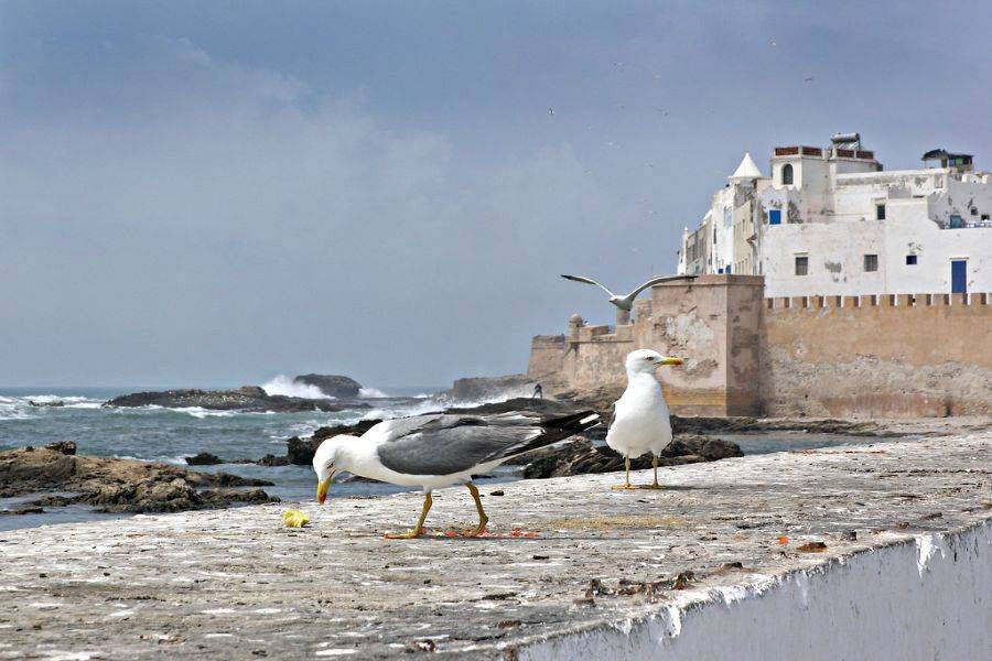2 jours à la magnifique ville d'Essaouira (Mogador)