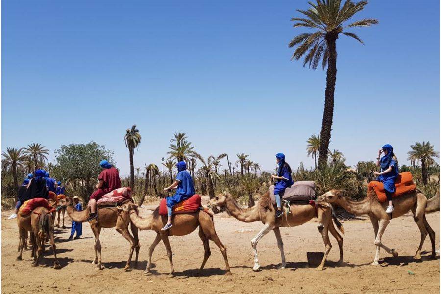 Balade en Chameau et Experience en Buggy à la Palmeraie Marrakech