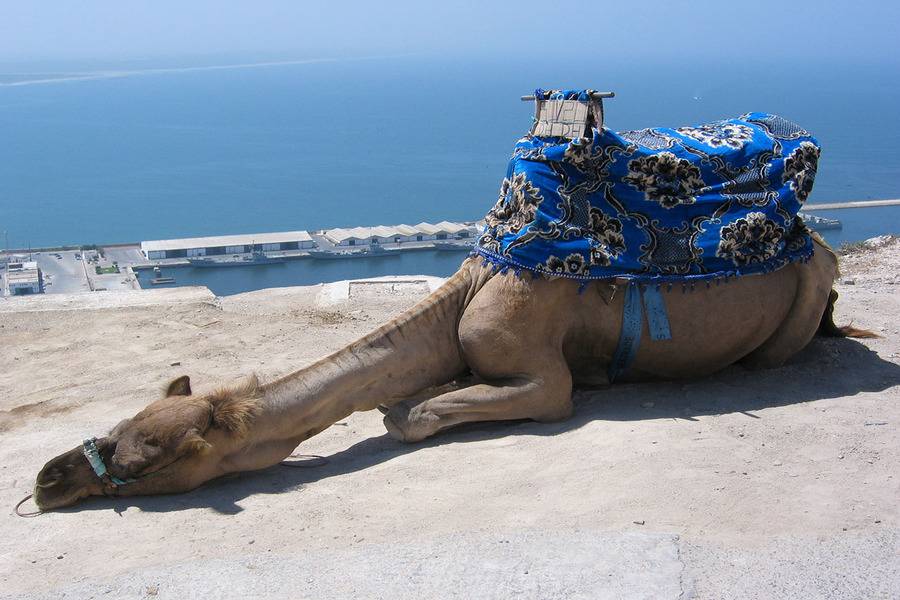 Excursion d'une journée à Agadir au départ de Marrakech