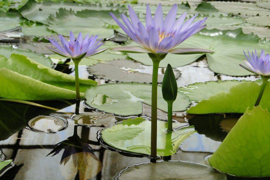 Excursion en calèche et visite du jardin Majorelle