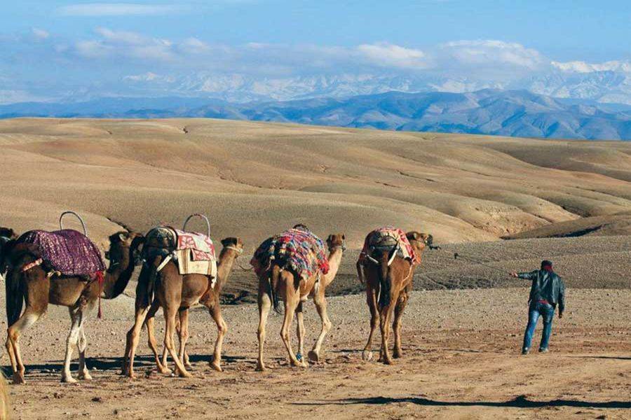 Expérience de Coucher de soleil à dos de Chameau dans le Desert d'Agafay