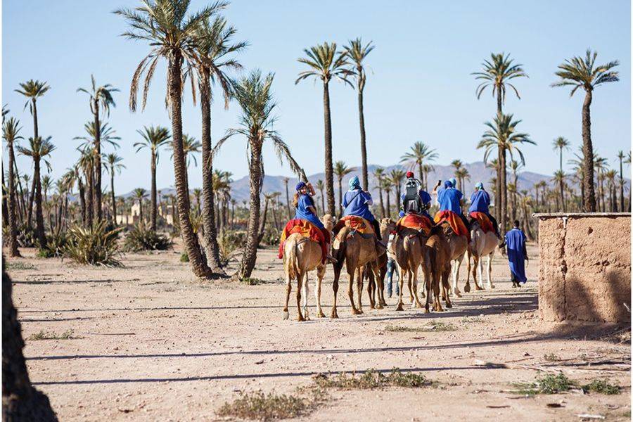 Visite du Jardin Majorelle avec Balade de Chameau dans la Palmeraie de Marrakech