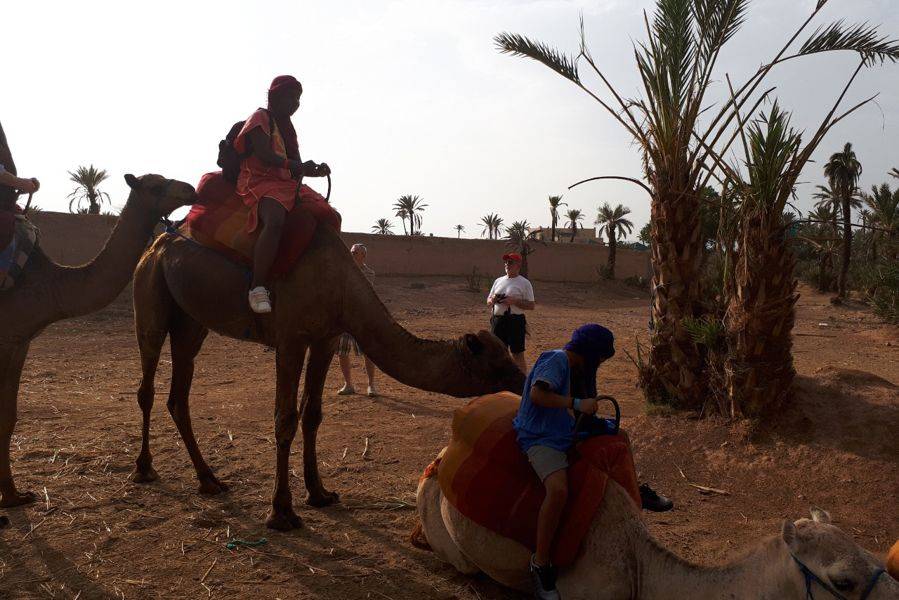 Balade Chameau à la Palmeraie de Marrakech