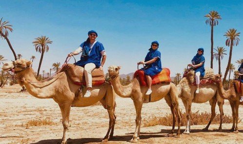 Balade Chameau à la Palmeraie de Marrakech