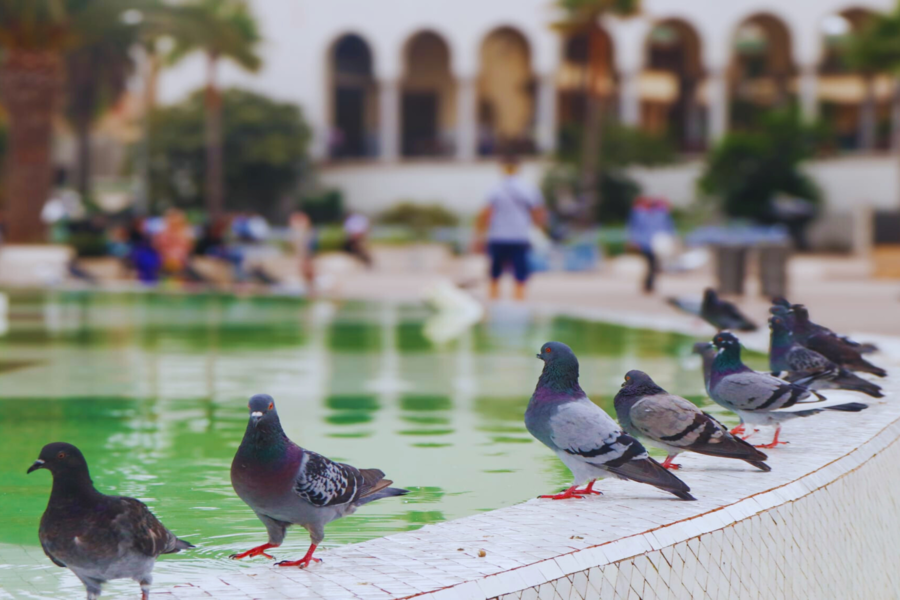 Excursion d'une journée à Casablanca depuis Marrakech